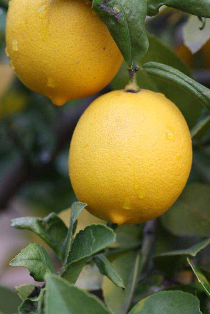              Fruit (Riverside, CA)       